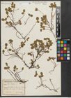 Foto von Salix herbacea L.